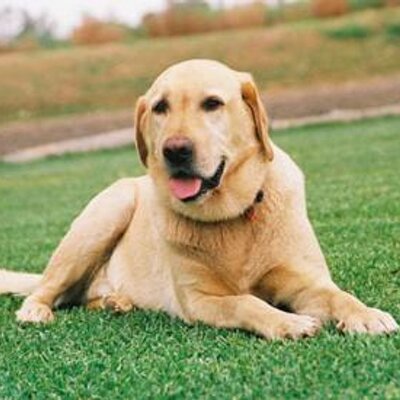 CoolabahTurf's profile image