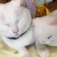 Takashi Ishiuchi (@ishiuchitakashi) 's Twitter Profile Photo Takashi Ishiuchi (@ishiuchitakashi) 's Twitter Profile Photo