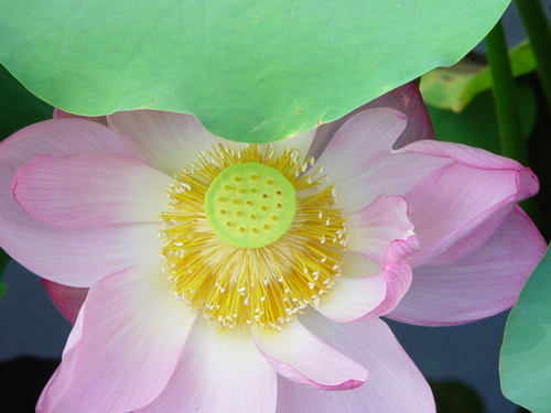 hanairosya's profile picture. 小さなお寺の跡継ぎになりました。　お見合い真っ最中。