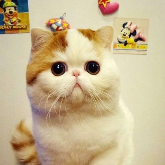 GathusMr's profile picture. Meow Meow Meow ...