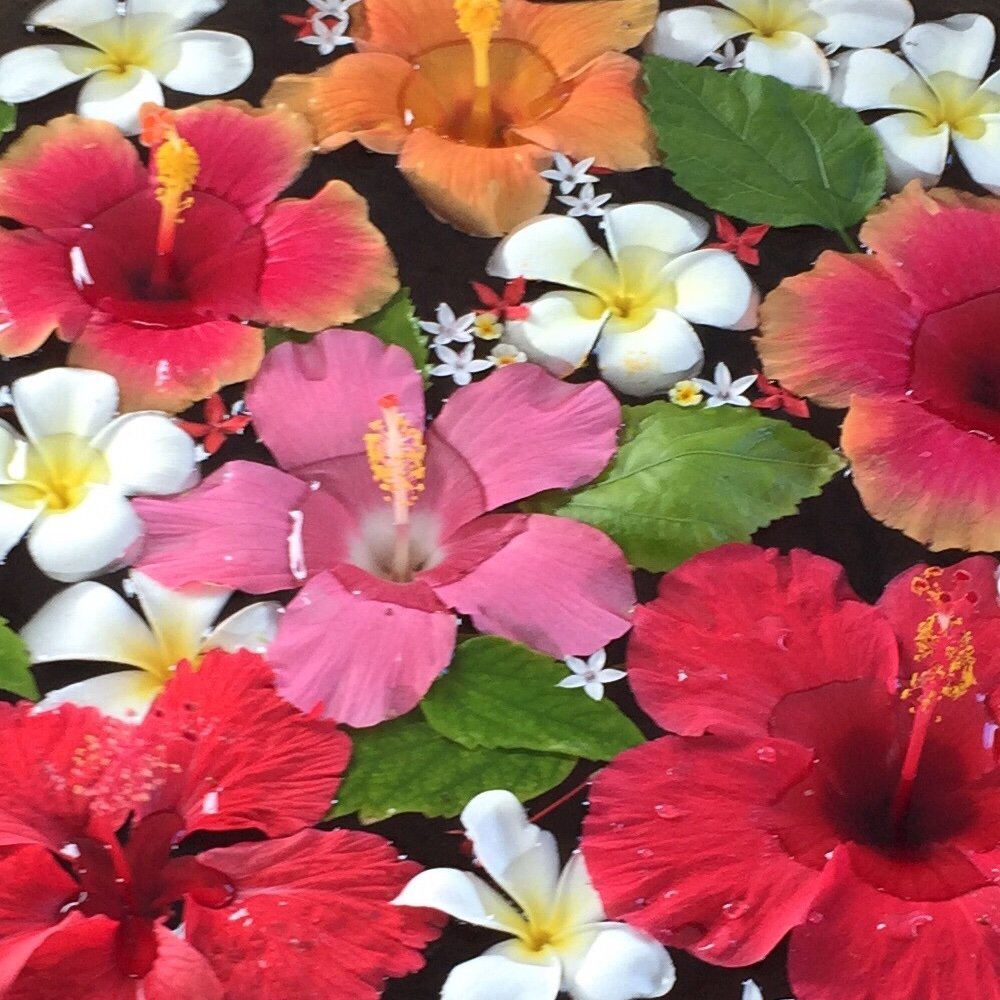rin2birds's profile picture. CCさくら🐺🌸/本誌派/成人済み/無言フォロー失礼します