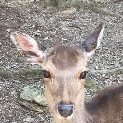 Fei3939's profile picture. 弐寺8044-6664 
gitadora https://t.co/vRhrR496vF