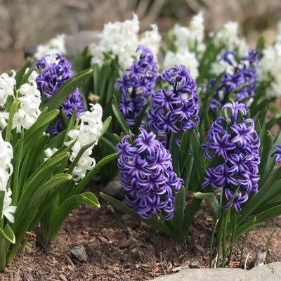 Allison Markell Profile