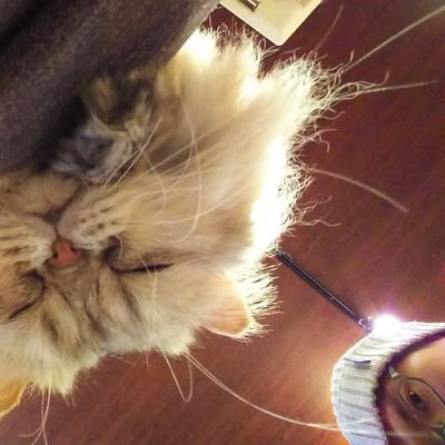 猫を愛でる事で語彙力を失うタイプの人。
投稿するのは猫カフェやお外のにゃんずです。

個人で活動して収入を得ていく事を目指すアカウント。
ただその方法は模索中。
猫と一緒に暮らしていけるくらいの収入を得たい。

猫好き。もうむしろ猫になりたい。