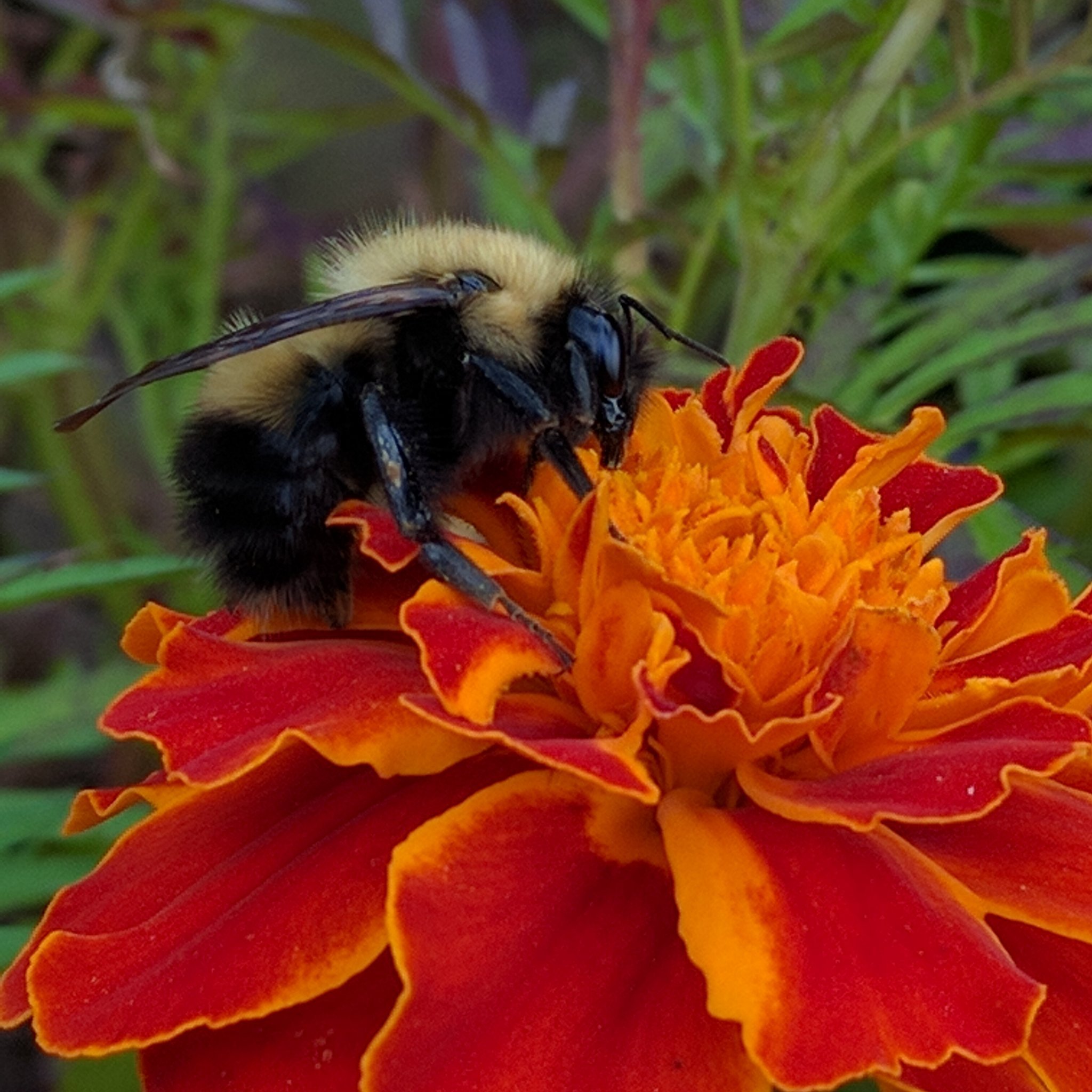 ElsieBee10's profile picture. I'm a big fan of everything that I hate.
#Megxit