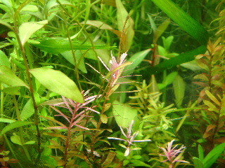 アクアリウムの中でも水草は今までに約500種類ほど育てたことがあります。熱帯魚ならスパイニールが好きです。宜しくお願いします。