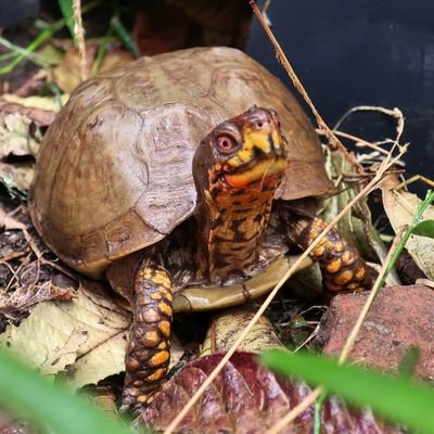 Tortoisespot Profile Picture