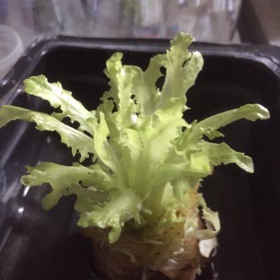 Cmarondedze's profile picture. Biochemist, mRNA interactomics, abiotic stress, functional genomics and flowering . # mariecurie fellow, #leader