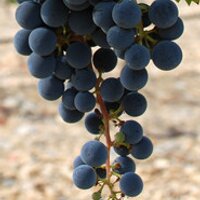 Bodegas Ejeanas (@bodegas_ejeanas) 's Twitter Profile