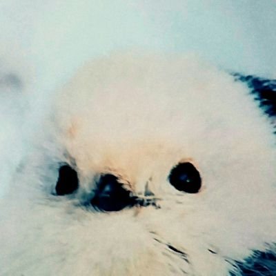 陽凪さんのプロフィール画像