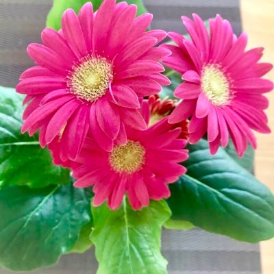 Haruki 花ちゃん育成日記 Auf Twitter 7 24 おはようございます 久しぶりの投稿 最近は忙しく過ごしています 無理のない範囲で投稿していきます 花ちゃん育成日記 ガーベラ 花 今は葉っぱだけ 新しい葉が生えてきたよ 室内ガーデニング