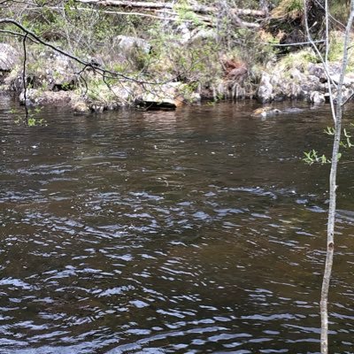 ClareHi88798613's profile picture. Goals are dreams, make sure you Go chase them !! ❤️ I love my babies 🐶🐶🧑🏼👩