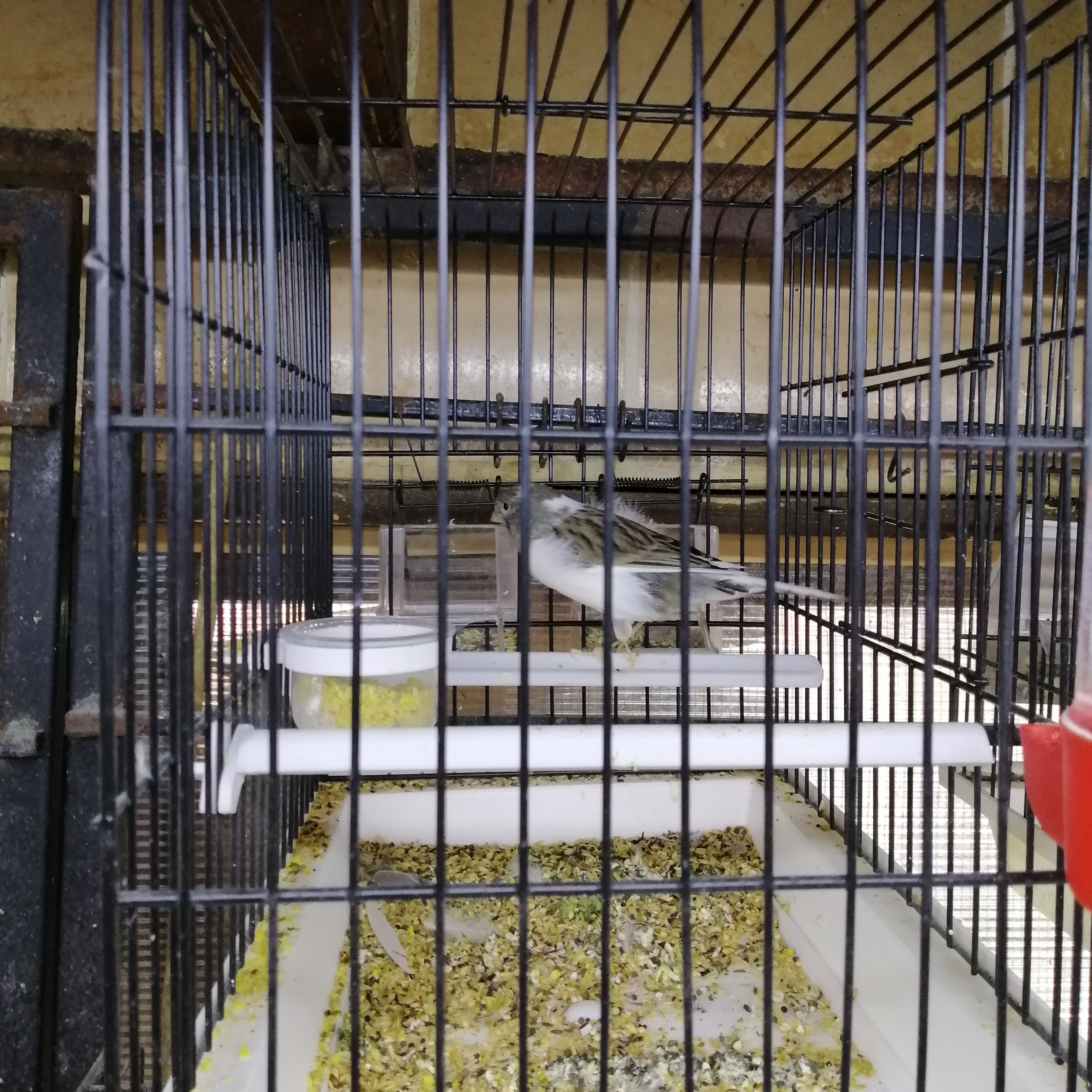 DavudMesud's profile picture. 😍😍