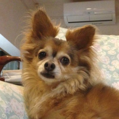 okahiro0_0's profile picture. 核酸チョットワカル博士です。ウイルスベクター(retro, herpes)もちょっと詳しいかも。鶏胸肉を美味しく食べたい人。