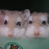 shig (@powell99jp) 's Twitter Profile Photo