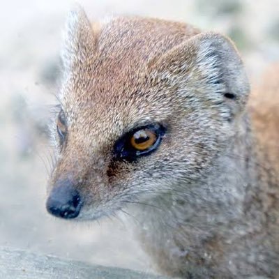 itachi_desuyo__'s profile picture. ドラえもんガチ勢/ぷりーぴよ