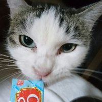 ちゅ～る 💩 ひまわり会 (@tomosun00) 's Twitter Profile Photo