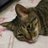 kenko_forest's profile image