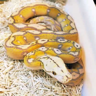 Husband, railroad worker, reptile keeper, sub culture. This Twitter will be about my reptiles and hot topics in the reptile world. I follow my followers!