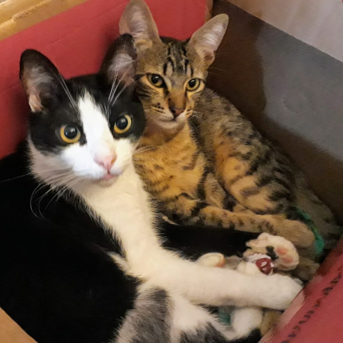 marciodisconzi's profile picture. 