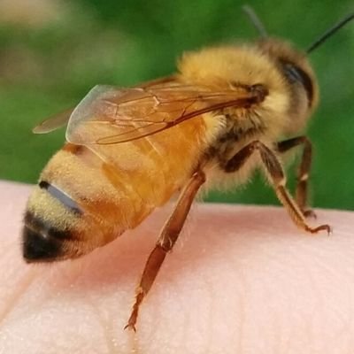 田舎おぢぢさんのプロフィール画像