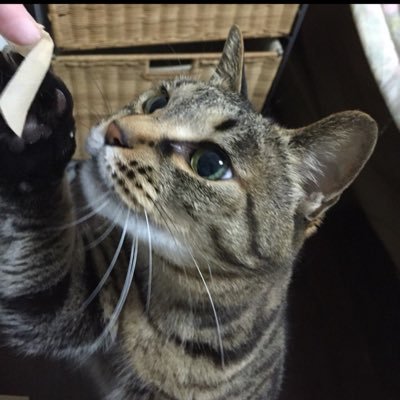 mikadfy31's profile picture. 。