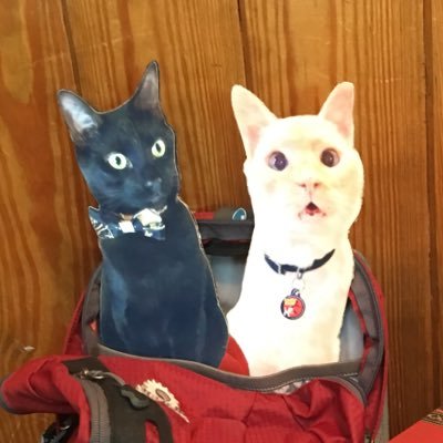 We are the traveling flat personas of @luckydapuppycat & @icharleypanfur (Instagram) that stowaway w/humans to travel the world! Tell us if we visit you 😸😺