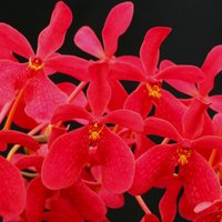 CruiseRb (@rbcruise) 's Twitter Profile