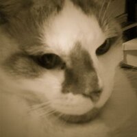 Hideki (@hideki227) 's Twitter Profile