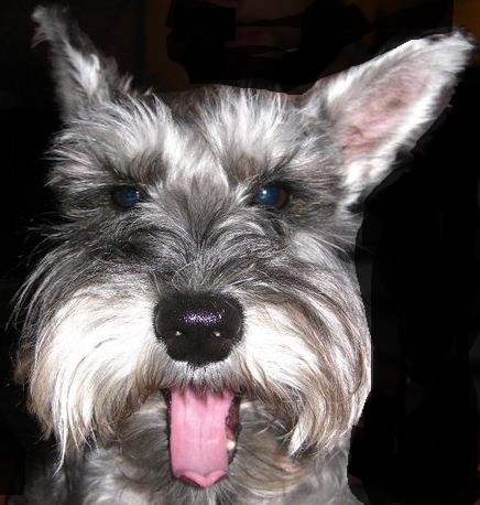 TheNinjaPupp's profile picture. I love toys,treats,play time, cuddles,bones,tummy rubs,and running around with my pet friends!