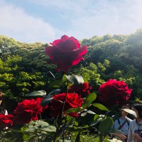 なつ(大まるが大好き) (@cica20521556c) 's Twitter Profile