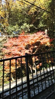 yuuton17's profile picture. 