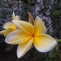 alysonorgill (@alysonorgill) 's Twitter Profile