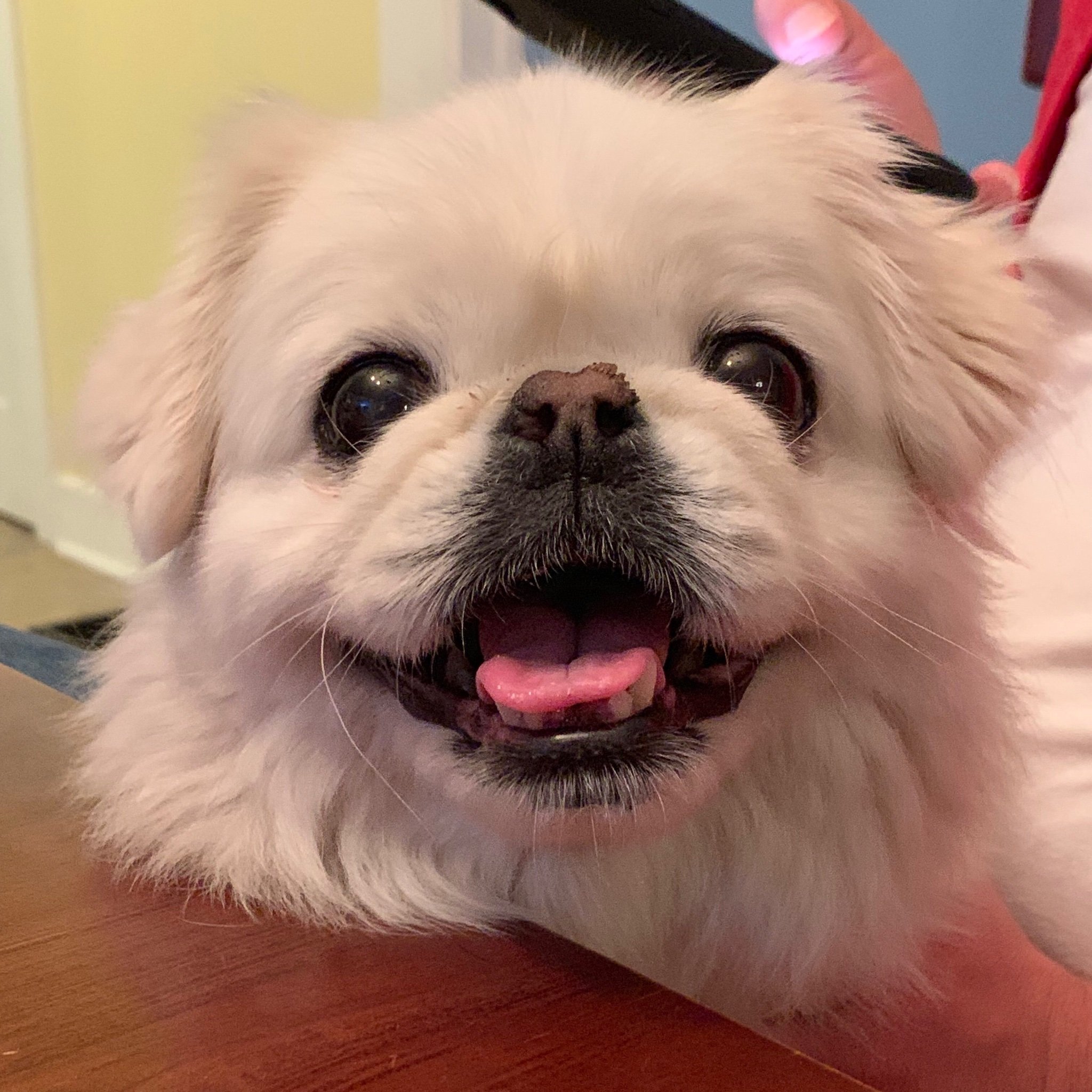 I’m an 11 year old sweet Pekingese living in the big city with my two daddies 🌈!