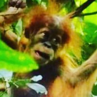 Planet - Orangutan(@PlanetOrangutan) 's Twitter Profile Photo