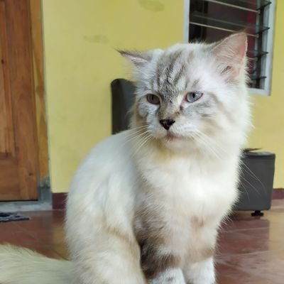 cengkarukasem's profile picture. Asin, Gurih, Reyah,Nikmat, & Halal