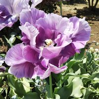 ししゃも (@tpcjestmpwlvv8f) Twitter profile photo