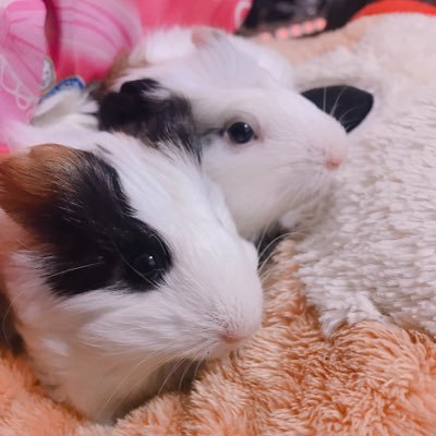 デルタ 料理好きのモル使い Moru Nlchijo Twitter デルタ 料理好きのモル使い Moru Nlchijo Twitter