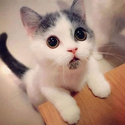 ovhvpn's profile picture. some weird dude on the internet