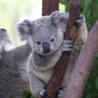 Koala-sec (@seckoala) 's Twitter Profile
