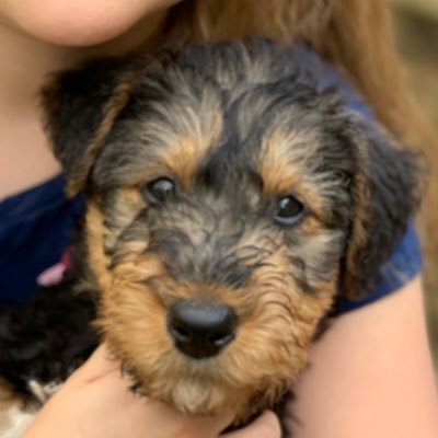 Ratty sister of devilishly handsome humorous modest Airedale Jack-Dog. Live in Surrey with him, Hoomum, Hoosis & 🐈‍⬛ 🐰🐰🦎 🐹 🧔🏻 (Jack-Dog account hacked).