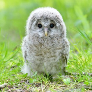 ほっこり動物動画まとめ Hokkori Iyashii Twitter