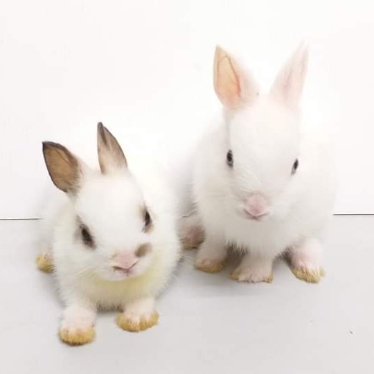 Pandastory2's profile picture. 