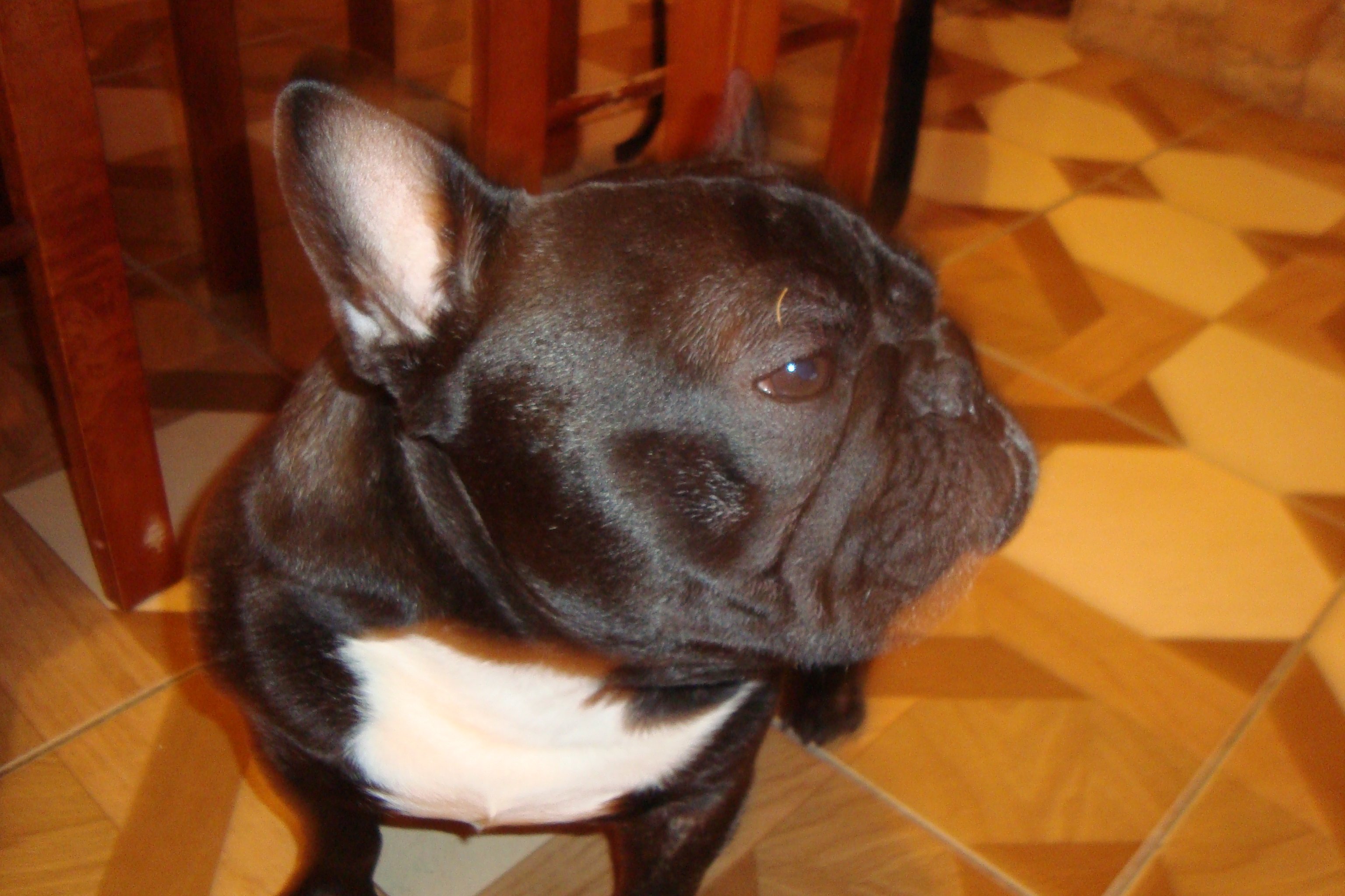 French Bulldog