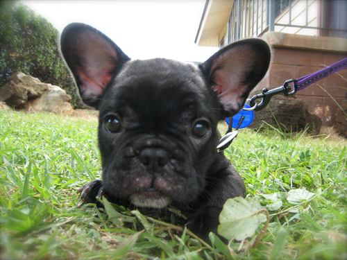 Simply the most fabulous French Bulldog in the world. Period.