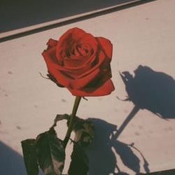 Ola_APCSP's profile picture. Hey everyone! I'm a student in an APCSP course, and this account is a school project for the class. The tweets are sent out by a bot that I am coding.