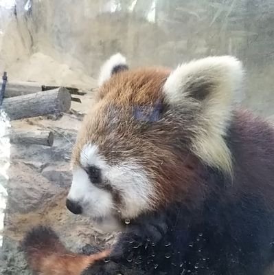 動物園に行くのが好きです。特にレッサーパンダにはまっています。