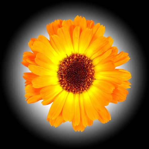 Spiritcircle's profile picture. 