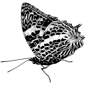 The Association for Tropical Lepidoptera is a non-profit scientific society promoting the study and conservation of butterflies and moths.