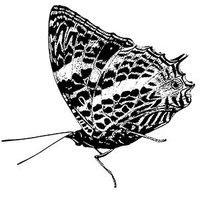 Association for Tropical Lepidoptera (@troplepatl) 's Twitter Profile Photo Association for Tropical Lepidoptera (@troplepatl) 's Twitter Profile Photo